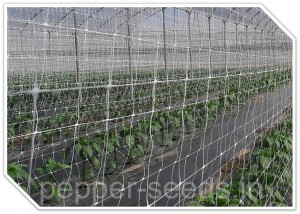 pepper crop field