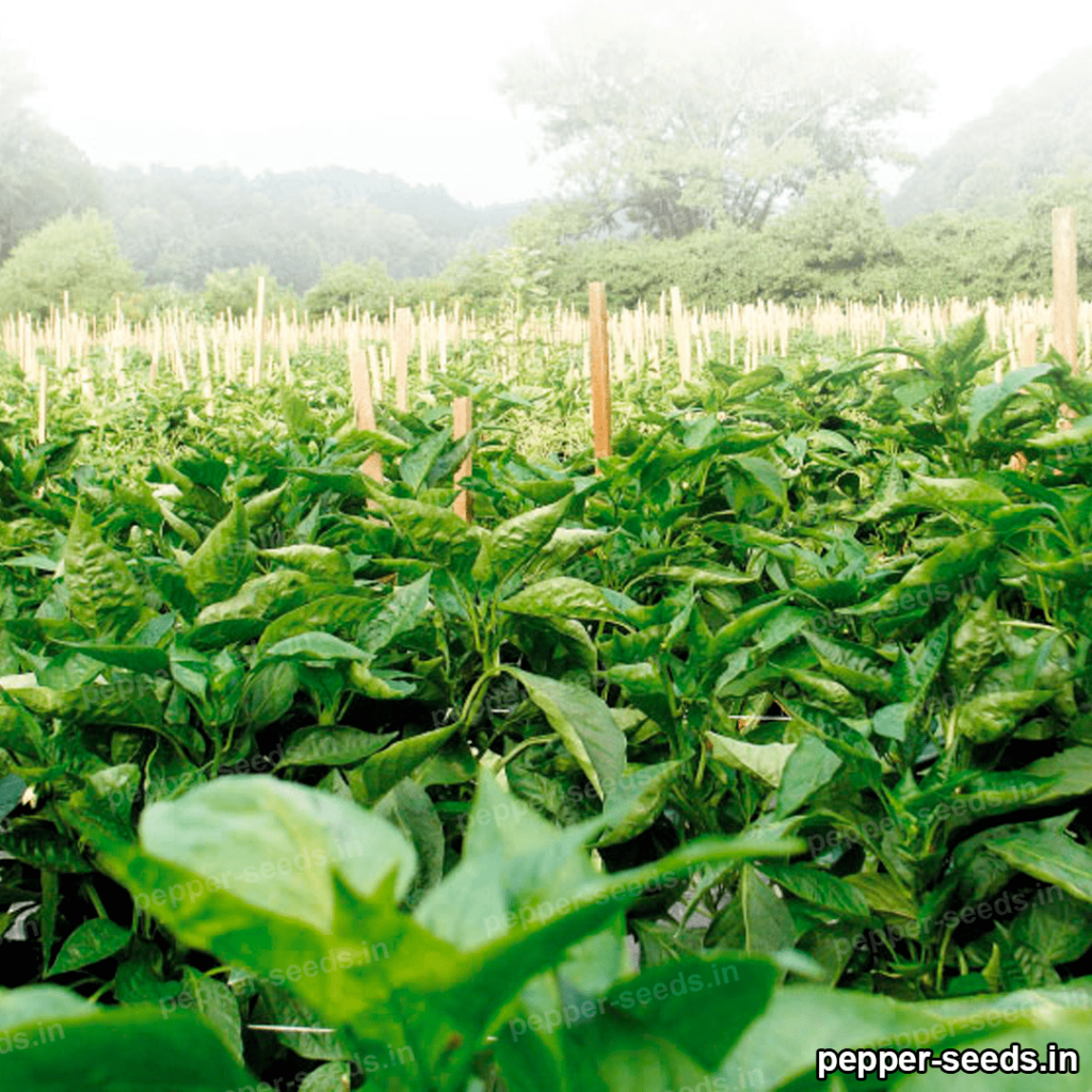 pepper-seeds.in